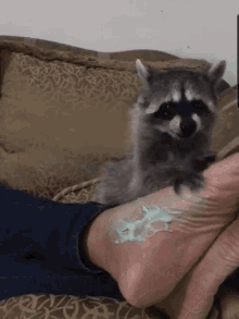 masaje raccoon funny animals pet