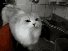 Cat Sad GIF - Cat Sad Fat GIFs