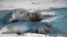 bullpups seals sealion mating animalplanet