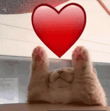 Cute Cat Love GIF - Cute Cat Love Sticker GIFs