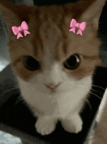 a cat with two pink bows on its head