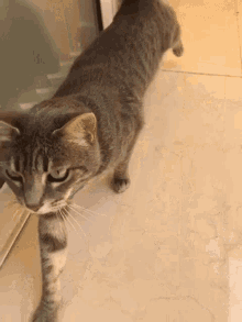 Cat Stretch GIF - Cat Stretch Kitty GIFs