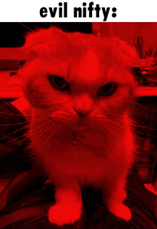 a cat with the words evil nifty written above it