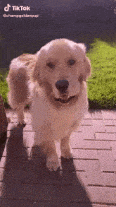 a dog is standing on a brick sidewalk and looking at the camera