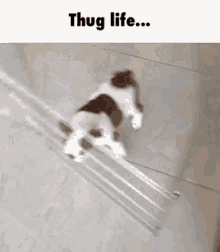 Dog Pug GIF - Dog Pug Thug Life GIFs