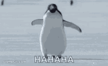 Hahaha Penguin GIF - Hahaha Penguin GIFs