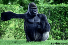 Gorilla Dance Off GIF - Gorilla Dance Off Dance GIFs
