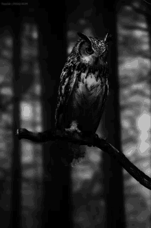 Lightning Owl GIF