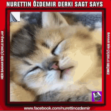 Kitten Cat GIF - Kitten Cat Sleeping GIFs