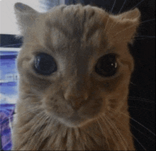 a close up of a cat 's face in front of a computer screen