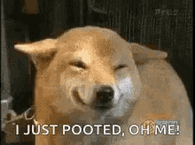 Farted Blushing GIF - Farted Blushing Dog GIFs