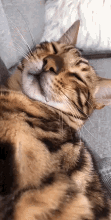 Drool Drooling GIF - Drool Drooling Cat GIFs
