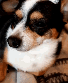 Sissy Dog GIF - Sissy Dog Doggo GIFs