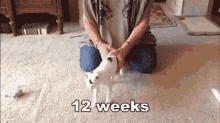 12 Weeks GIF - Cat Walk Assistance GIFs