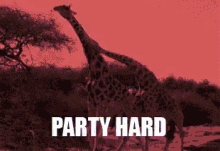 giraffe partyhard