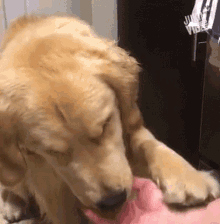 Dog And Egg Dog With Egg In Mouth GIF - Dog And Egg Dog With Egg In Mouth I Dont Want It GIFs