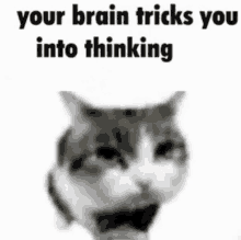 My brain every time I open my book meme 