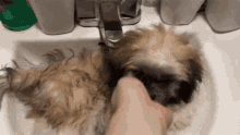 a person is washing a dog in a bathroom sink .