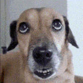 a close up of a dog 's face looking at the camera .