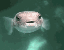 Puffer Pufferfish GIF - Puffer Pufferfish Fish GIFs