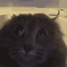 cat cat staring staring meme cat looking carsnlm