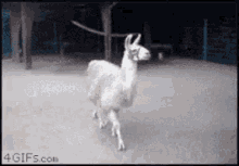 Llama Desplante GIF - Llama GIFs