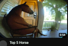 лошадь GIF - лошадь GIFs