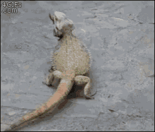 Iguana Running GIF - Iguana Running No GIFs