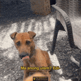 a brown dog with its tongue hanging out says ma anong ulam ? edi