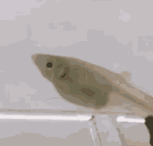 Fish Babyfish GIF