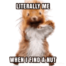 Squirrel Literally Me When I Find A Nut GIF