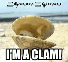 Clam Clammy GIF - Clam Clammy Clammed GIFs
