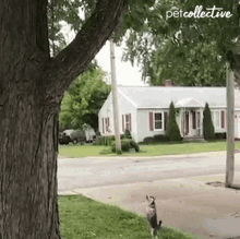 Dog The Pet Collective GIF - Dog The Pet Collective Squirrel GIFs