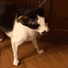 Angry Cat GIF - Angry Cat злойкот GIFs