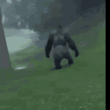 tusareve walk away gorilla