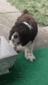 a brown and white dog with a purple collar is standing on a green carpet