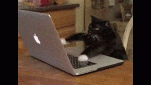Cat Typing Gif GIF - Cat Typing Gif - Discover & Share GIFs