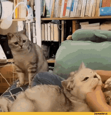Massage Cat GIF - Massage Cat Sad GIFs