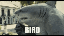 Bird Kingshark GIF - Bird Kingshark GIFs
