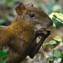 Eating Nuts Our Living World GIF - Eating Nuts Our Living World Hungry GIFs