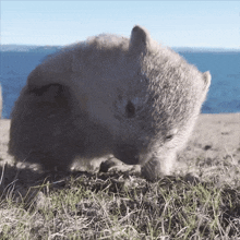 a small furry animal standing in the grass near the water