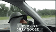a stuffed goose is driving a car with sunglasses on .