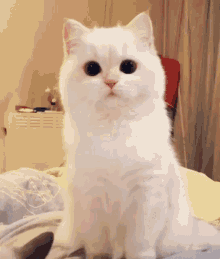 Staring Cute GIF - Staring Cute Cat GIFs