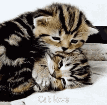 Cute Animals Kittens GIF