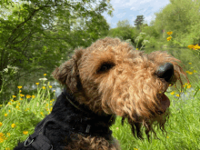 Welsh Terrier GIF - Welsh Terrier GIFs