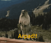 Arpad Yelling GIF - Arpad Yelling Marmot GIFs