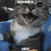 Richyboo Is Live Richyboo GIF - Richyboo Is Live Richyboo Twitch Richyboo GIFs