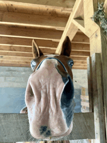 I Have Hired This Horse To Stare At You GIF - I Have Hired This Horse To Stare At You Horse I Have Hired GIFs