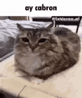 a cat is laying on a bed with a caption that says ay cabron .