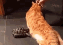 Turtle Bully GIF - Turtle Cat Play GIFs